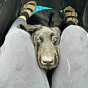Millie joined the competition — help win amazing prizes! dog, puppy, black_dog, pet, car_interior, close_up, nose, snout, resting, knees, pants, sandals, birkenstock, floor_mat, seat, travel, cozy, companion, gaze, curious_expression