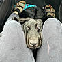 dog, puppy, black_dog, pet, car_interior, close_up, nose, snout, resting, knees, pants, sandals, birkenstock, floor_mat, seat, travel, cozy, companion, gaze, curious_expression
