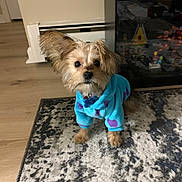 Finn joined the competition — help win amazing prizes! dog, puppy, blue_hoodie, indoor, floor, rug, curious, small_dog, pet, cute, fur, animal, looking_up, cozy_clothing, toy, wooden_floor, home, domestic, adorable, furry