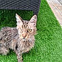 cat, one_eyed, tabby, feline, animal, pet, grass, artificial_grass, outdoor, wicker_chair, curious, close_up, fur, whiskers, ear, paw, nature, green, chair_leg, portrait