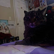 Percy is registered to the contest to win money with this photo: cat, tabby_cat, indoor, bed, furniture, animal, pet, relaxed, close_up, room, door, wall, poster, clutter, resting, fur, whiskers, paw, domestic_cat, sleepy