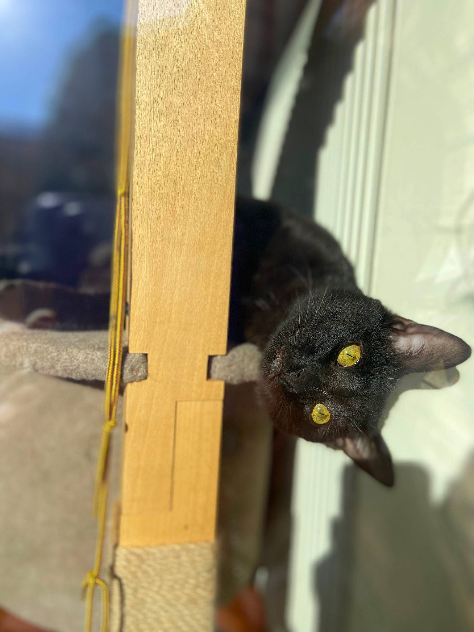 Zorro a rejoint le concours — aidez-le/la à gagner de superbes lots ! black_cat, bombay, carnivore, cat, claw, domestic_short_haired_cat, felidae, fur, pet_supply, plant, small_to_medium_sized_cats, snout, tail, whiskers, wood