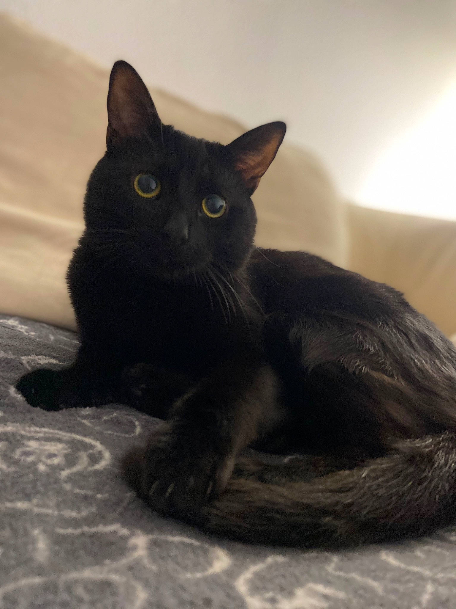 Zorro a rejoint le concours — aidez-le/la à gagner de superbes lots ! black_cat, bombay, carnivore, cat, claw, domestic_short_haired_cat, felidae, fur, havana_brown, small_to_medium_sized_cats, snout, tail, terrestrial_animal, whiskers, window