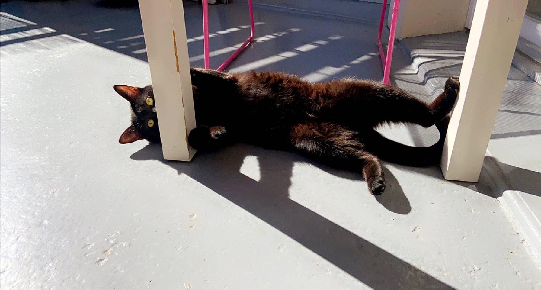 Zorro participe au concours pour gagner de l'argent avec cette photo : asphalt, carnivore, cat, claw, domestic_short_haired_cat, felidae, flooring, fur, metal, paw, plant, road_surface, sidewalk, small_to_medium_sized_cats, sporting_group, tail, tree, whiskers, window, wood