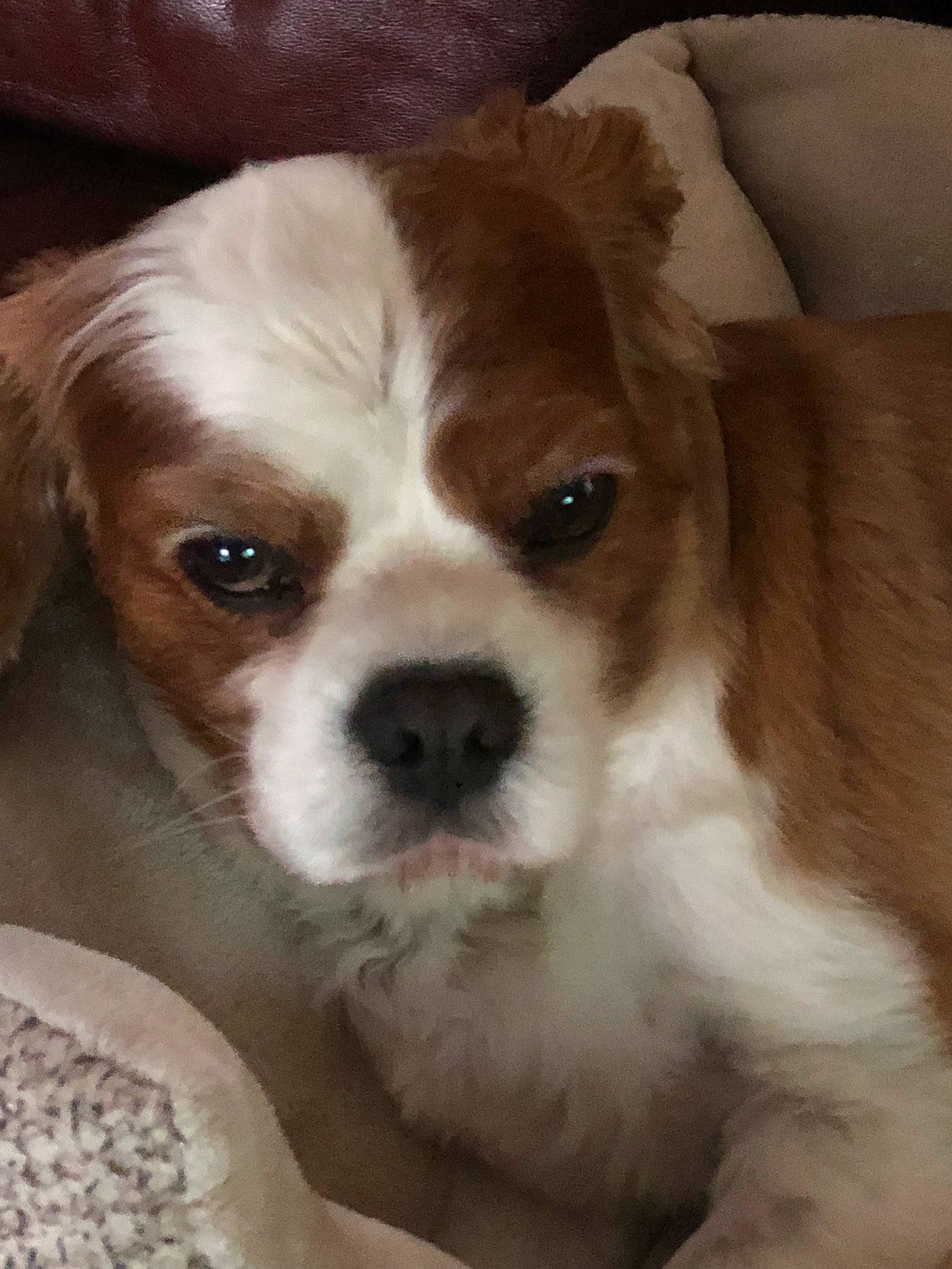 Benjamen joined the competition — help win amazing prizes! beige, brown, canidae, carnivore, companion_dog, dog, dog_breed, fawn, liver, puppy, snout, sporting_group, whiskers, working_animal, working_dog