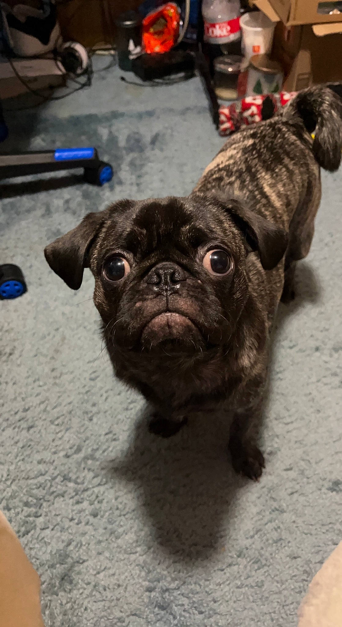 Hamlet is registered to the contest to win money with this photo: canidae, carnivore, collar, companion_dog, dog, dog_breed, dog_collar, fawn, flooring, french_bulldog, fur, molosser, pug, snout, sporting_group, terrestrial_animal, toy_dog, whiskers, working_animal, wrinkle