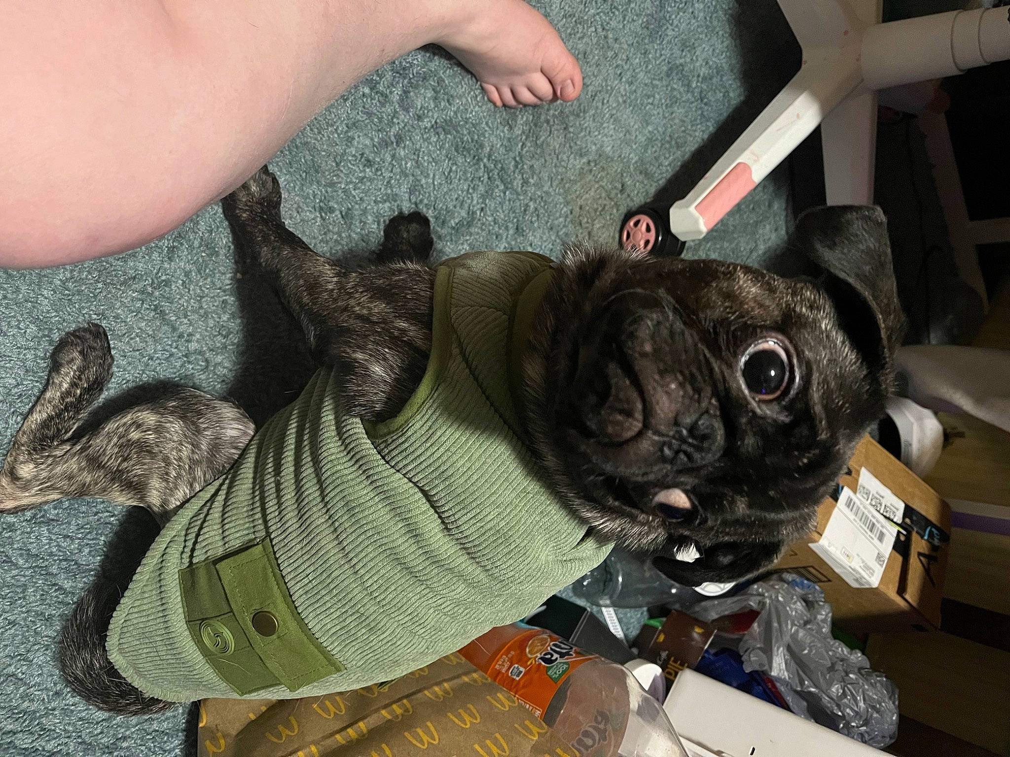Hamlet joined the competition — help win amazing prizes! audio_equipment, auto_part, carnivore, collar, companion_dog, dog, dog_breed, fashion_accessory, fawn, fur, leash, personal_protective_equipment, pug, shoe, snout, toy, toy_dog, vertebrate, working_animal, wrist