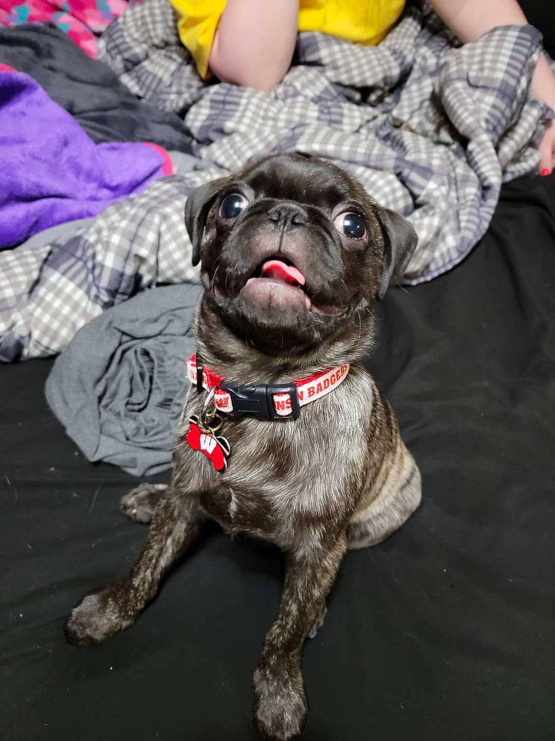 Hamlet is registered to the contest to win money with this photo: canidae, carnivore, collar, companion_dog, dog, dog_breed, dog_collar, dog_supply, fashion_accessory, fawn, fur, grey, leash, liver, pug, snout, sporting_group, toy_dog, working_animal, wrinkle