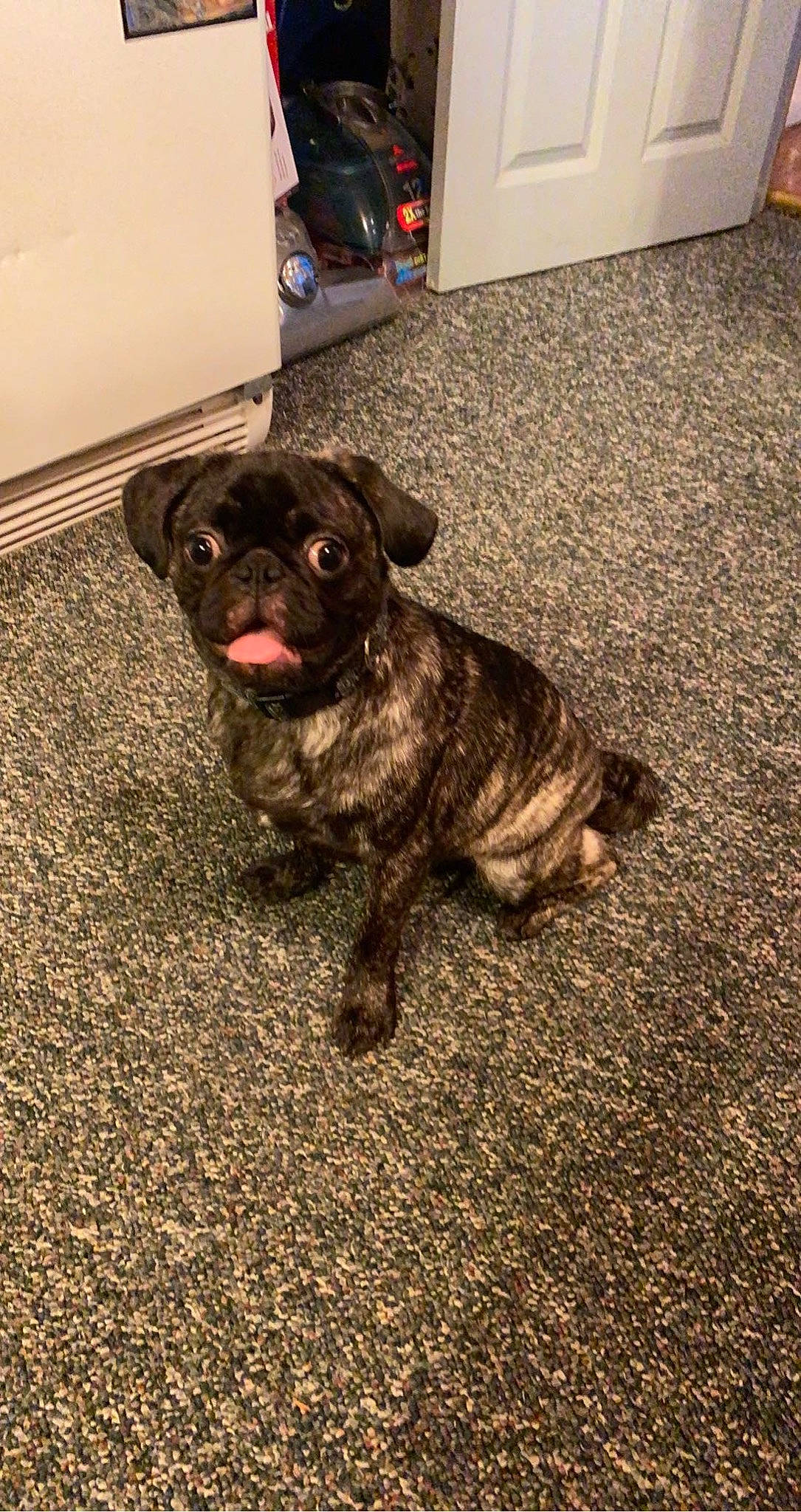 Hamlet is registered to the contest to win money with this photo: asphalt, bulldog, carnivore, companion_dog, dog, dog_breed, fawn, floor, flooring, fur, gas, pug, road_surface, soil, terrestrial_animal, toy_dog, whiskers, working_animal, working_dog, wrinkle