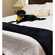 Charles joined the competition — help win amazing prizes! dog, small_dog, black_dog, yellow_bandana, pet, animal, bed, bedroom, white_bedding, black_blanket, pillow, headboard, lamp, window, curtains, indoor, home, relaxing, phone_screenshot, gallery_interface