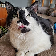 Skribblz joined the competition — help win amazing prizes! cat, black_and_white, tongue_out, close_up, pet, feline, whiskers, fur, indoor, bed, pillow, wooden_furniture, relaxed, cute, animal, portrait, soft_texture, home, cozy, resting