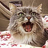 cat, gray_cat, green_eyes, whiskers, open_mouth, yawning_cat, fluffy_fur, pet, indoor, blanket, red_pattern, green_pattern, car_interior, door_handle, comfort, animal, cute, feline, portrait, expression