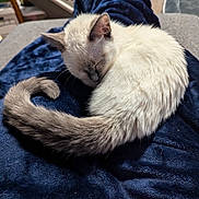 Dorothy is registered to the contest to win money with this photo: cat, sleeping, curled_up, fluffy, tail, blanket, navy_blue, indoor, cozy, pet, animal, fur, resting, soft_texture, home, relaxation, cute, domestic, mammal, quiet