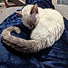 cat, sleeping, curled_up, fluffy, tail, blanket, navy_blue, indoor, cozy, pet, animal, fur, resting, soft_texture, home, relaxation, cute, domestic, mammal, quiet