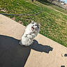 cat, dog, grass, patio, shadow, sunlight, outdoor, animal, pet, fence, leash, jumping, playful, greenery, trees, daylight, open_mouth, curious, fur, sidewalk