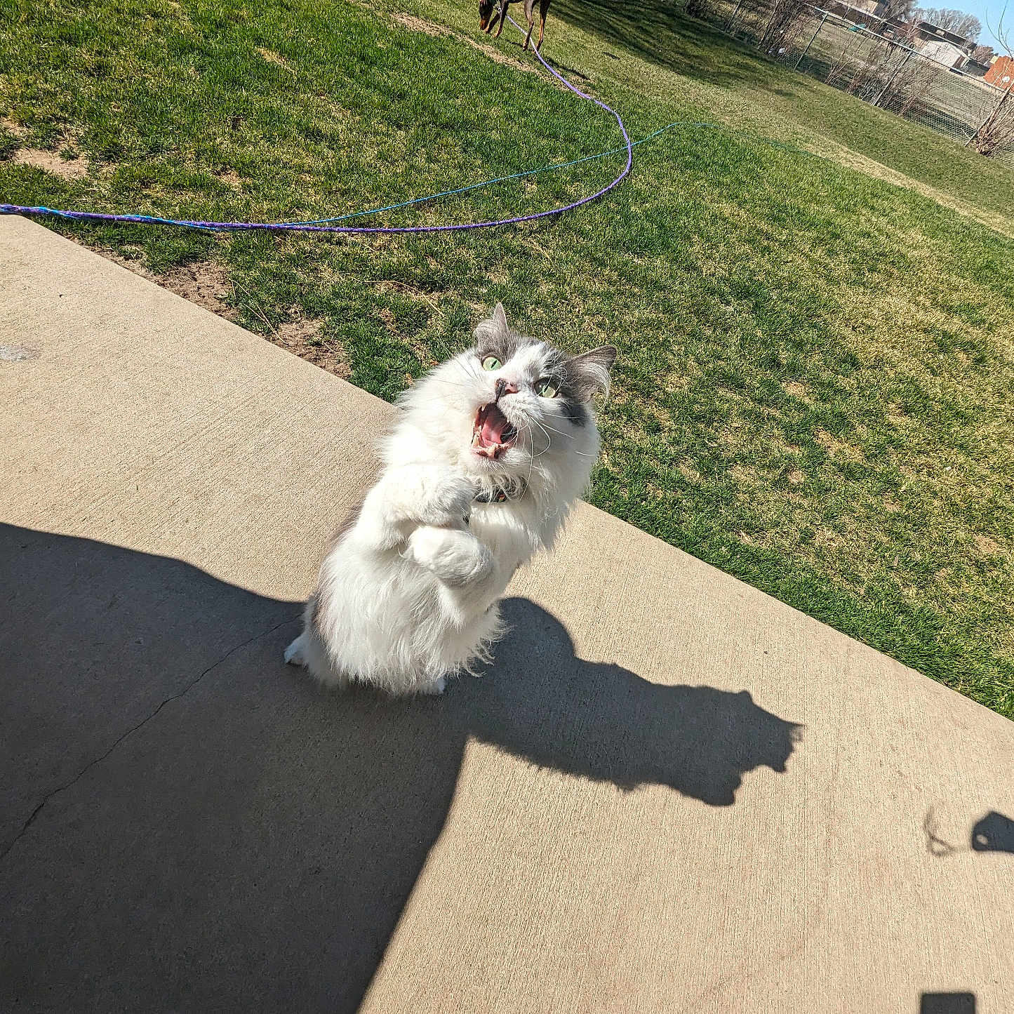 Oliver joined the competition — help win amazing prizes! cat, dog, grass, patio, shadow, sunlight, outdoor, animal, pet, fence, leash, jumping, playful, greenery, trees, daylight, open_mouth, curious, fur, sidewalk