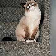 Mizu joined the competition — help win amazing prizes! cat, siamese_cat, blue_eyes, pet, indoor, carpet, staircase, feline, cute, curious, animal, fur, whiskers, ears, paws, sitting, head_tilt, mammal, domestic_animal, cozy