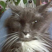 Booters joined the competition — help win amazing prizes! cat, gray_cat, white_fur, long_whiskers, pet, indoor, plant, furniture, close_up, animal, whiskers, fur, face, domestic_cat, sitting, relaxed, home, blue_fabric, cute, feline