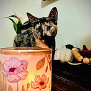 Juju joined the competition — help win amazing prizes! cat, tortoiseshell_cat, candle, floral_pattern, pumpkin, decor, wooden_surface, beads, indoor, cozy, warm_light, table, curious, pet, animal, feline, home, ornament, soft_light, closeup