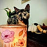 cat, tortoiseshell_cat, candle, floral_pattern, pumpkin, decor, wooden_surface, beads, indoor, cozy, warm_light, table, curious, pet, animal, feline, home, ornament, soft_light, closeup
