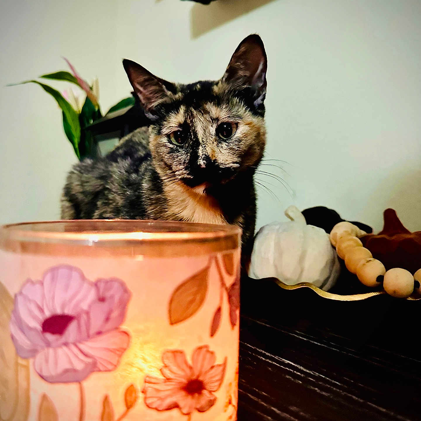 Juju joined the competition — help win amazing prizes! cat, tortoiseshell_cat, candle, floral_pattern, pumpkin, decor, wooden_surface, beads, indoor, cozy, warm_light, table, curious, pet, animal, feline, home, ornament, soft_light, closeup