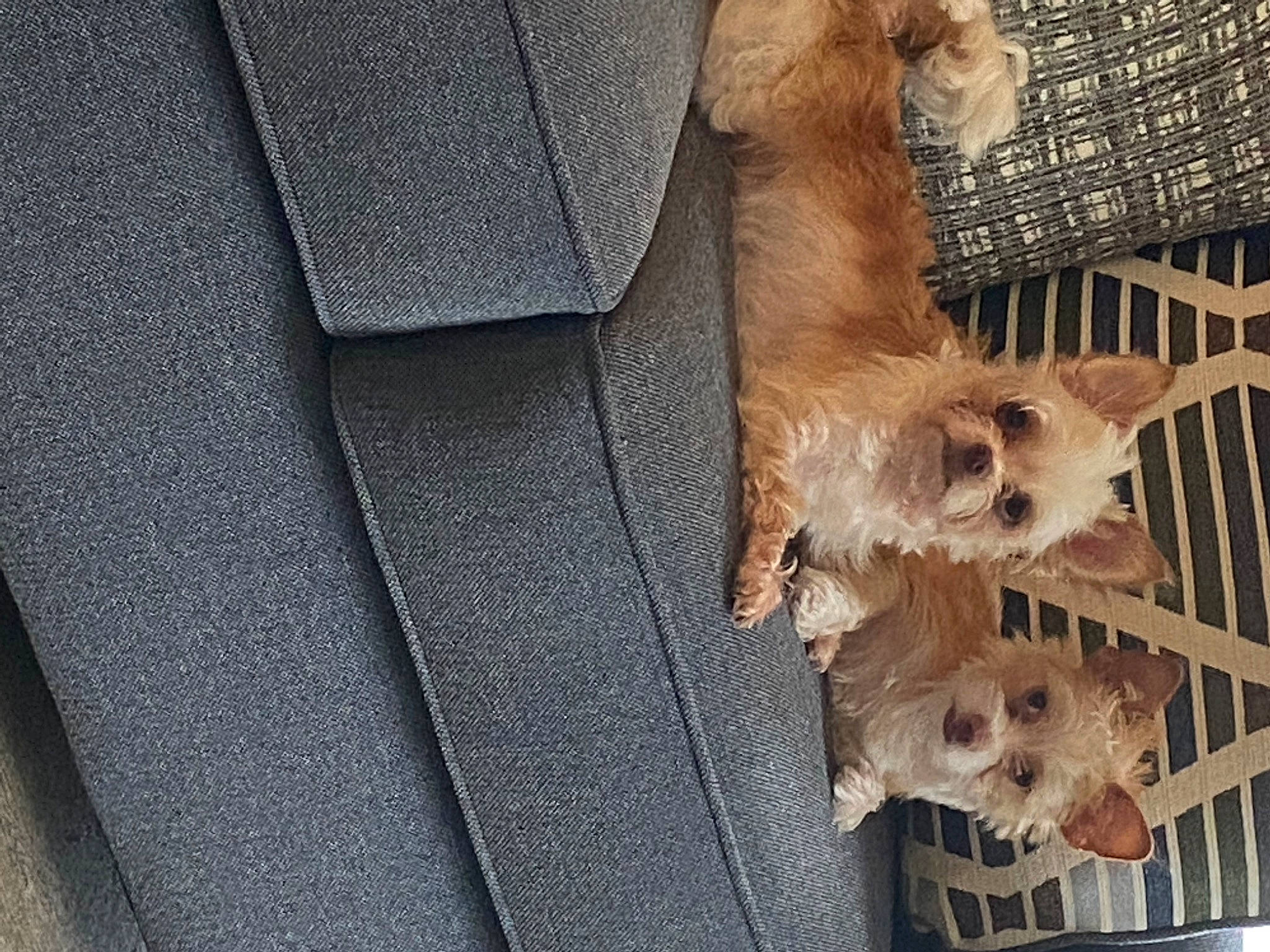 Miley joined the competition — help win amazing prizes! animal_shelter, cage, canidae, carnivore, companion_dog, dog, dog_breed, dog_crate, dog_supply, fawn, felidae, fur, pet_supply, snout, sporting_group, tail, terrestrial_animal, terrier, toy_dog, wood