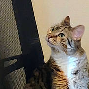 Junior is registered to the contest to win money with this photo: animal, background, cat, chair, closeup, curious, domestic_cat, ears, feline, fur, household, indoor, looking_up, mammal, pet, portrait, sitting, striped, tabby, whiskers