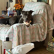 Blue joined the competition — help win amazing prizes! bone, casual, chair, comfort, container, decor, dog, domestic, flowers, furniture, gray_dog, household_items, indoor, living_room, pet, plaid, plant, relaxed, tissue_box, wood_floor