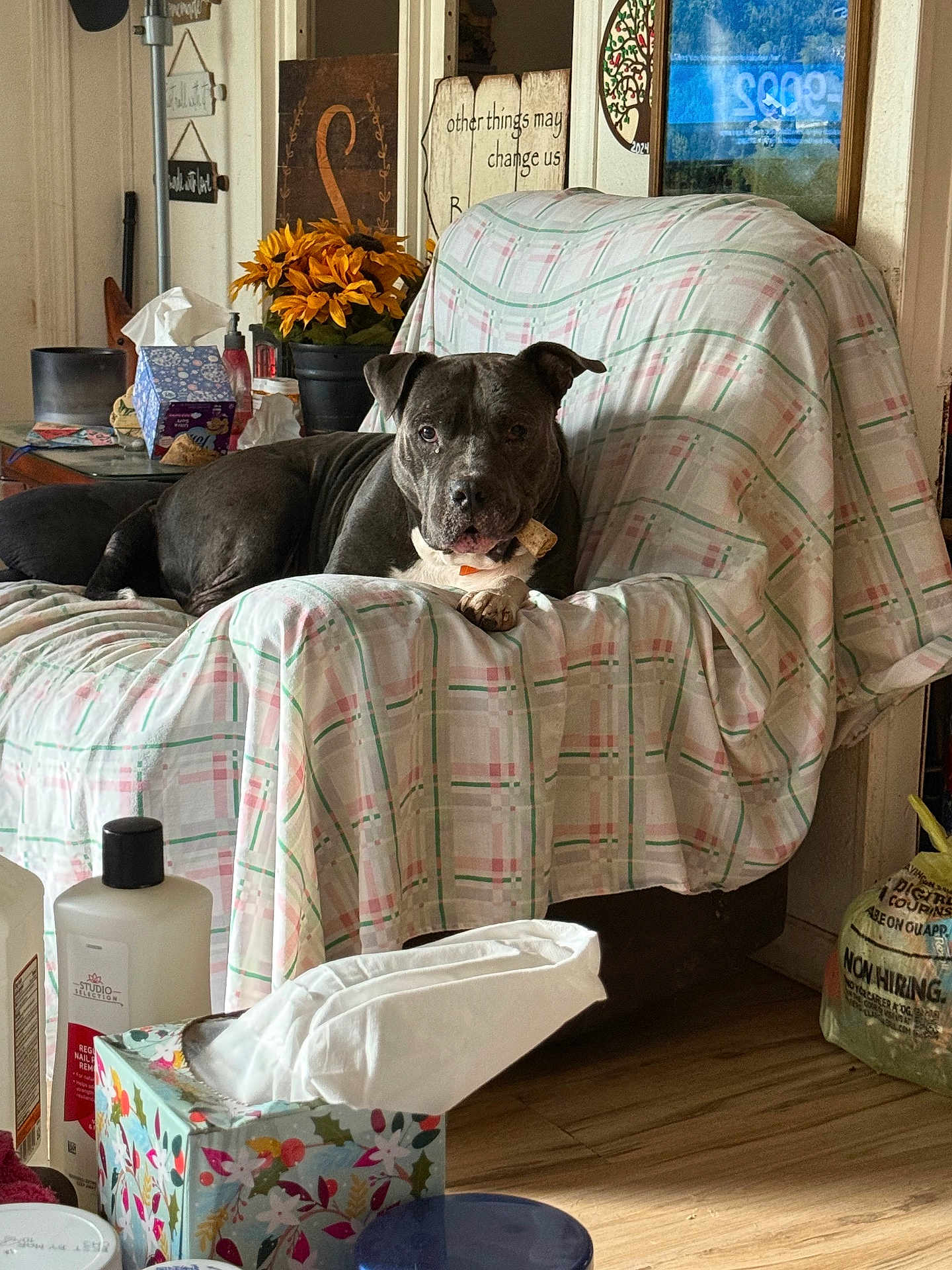 Blue joined the competition — help win amazing prizes! bone, casual, chair, comfort, container, decor, dog, domestic, flowers, furniture, gray_dog, household_items, indoor, living_room, pet, plaid, plant, relaxed, tissue_box, wood_floor