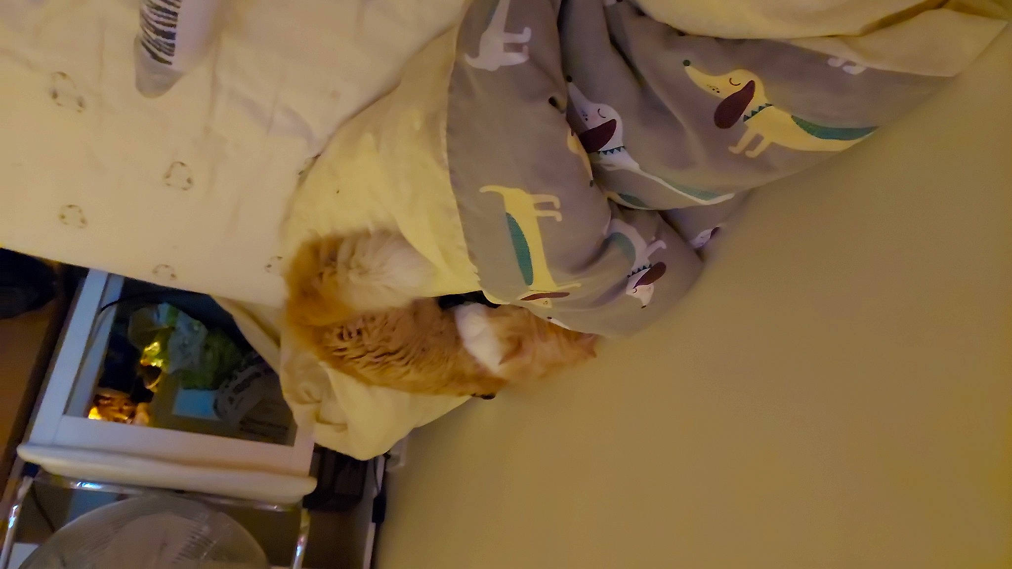 Pancake joined the competition — help win amazing prizes! ceiling, dress_shirt, fashion_design, linens, paper, paper_product, peach, plastic, room, sleeve, wood