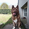 dog, brown_dog, tongue_out, sitting, outdoor, grass, hedge, concrete, building, window, chain, daylight, pet, canine, happy, animal, nature, collar, yard, sunlight