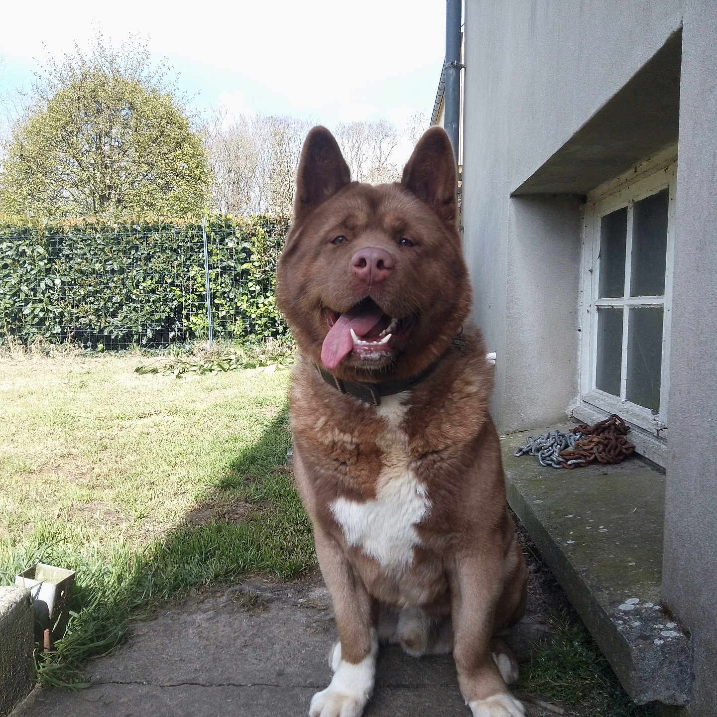 Igor participe au concours pour gagner de l'argent avec cette photo : dog, brown_dog, tongue_out, sitting, outdoor, grass, hedge, concrete, building, window, chain, daylight, pet, canine, happy, animal, nature, collar, yard, sunlight