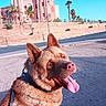 Igor a rejoint le concours — aidez-le/la à gagner de superbes lots ! dog, animal, outdoor, sunny, building, palm_tree, street, leash, happy, tongue, pet, canine, side_view, daylight, shadow, road, collar, nature, sky, walking