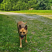 Vanille participe au concours pour gagner de l'argent avec cette photo : animal, canine, daytime, dog, ears, fur, grass, greenery, happy, muzzle, nature, outdoor, path, pet, snout, summer, sunlight, tail, tongue_out, walking
