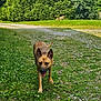 animal, canine, daytime, dog, ears, fur, grass, greenery, happy, muzzle, nature, outdoor, path, pet, snout, summer, sunlight, tail, tongue_out, walking