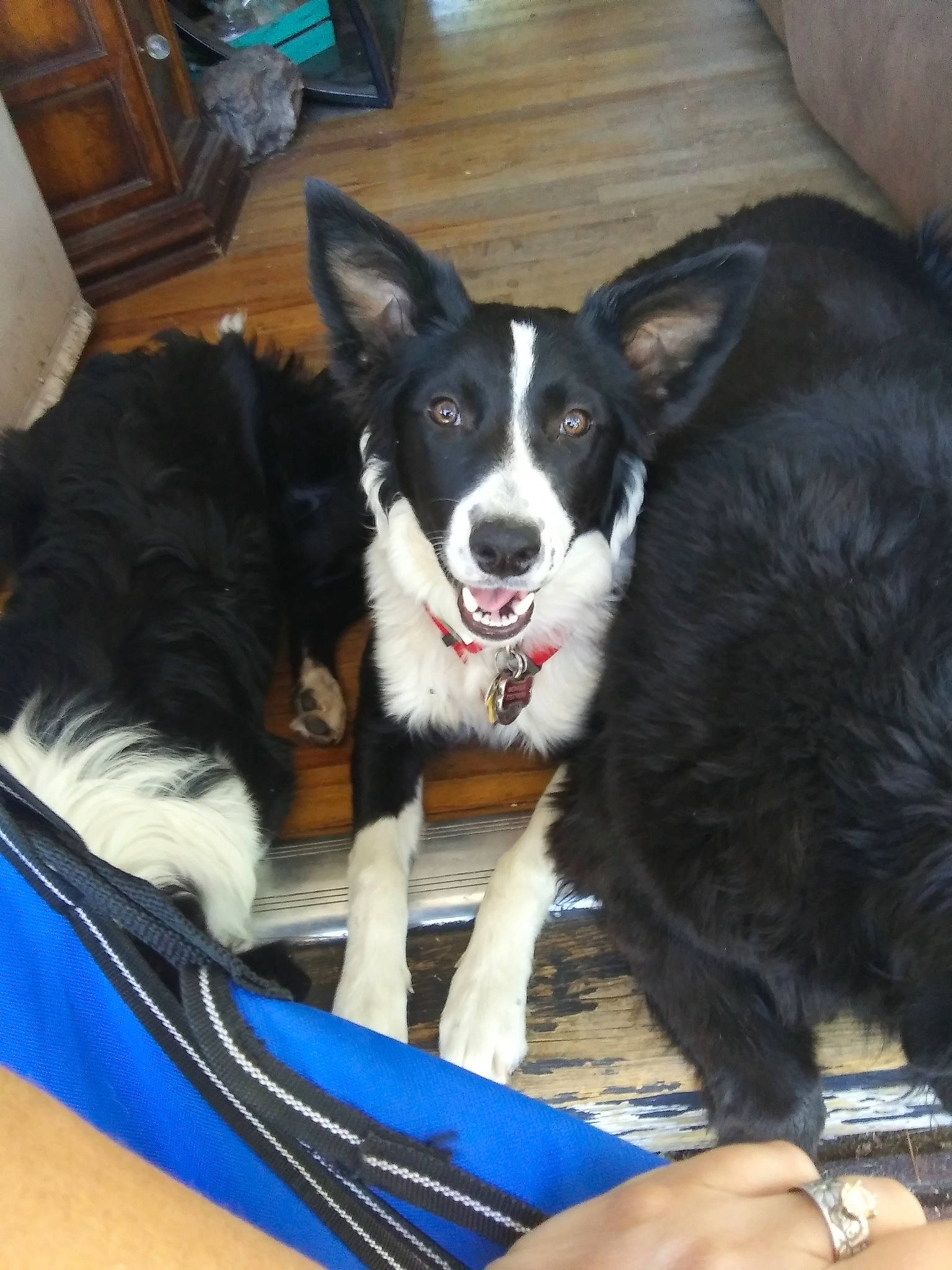 Journey is registered to the contest to win money with this photo: australian_collie, border_collie, canidae, cardigan_welsh_corgi, carnivore, companion_dog, dog, dog_breed, herding_dog, karelian_bear_dog, mammal, mcnab, snout, sporting_group, vertebrate, welsh_sheepdog
