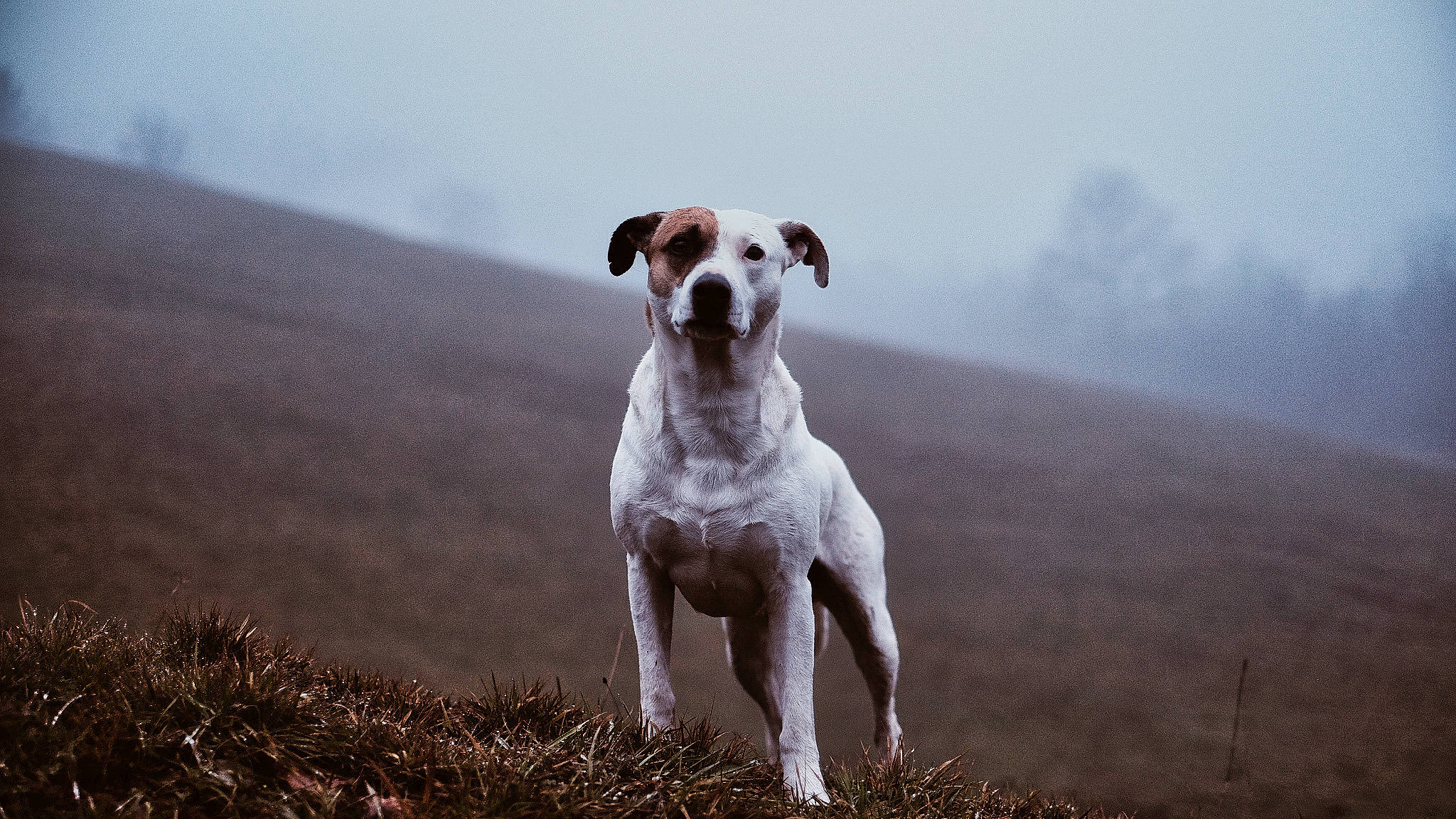 Milán participe au concours pour gagner de l'argent avec cette photo : atmospheric_phenomenon, ball, carnivore, cloud, companion_dog, dog, dog_breed, fawn, fog, grass, grassland, gun_dog, landscape, plant, sky, sporting_group, tail, terrestrial_animal, tree, working_animal