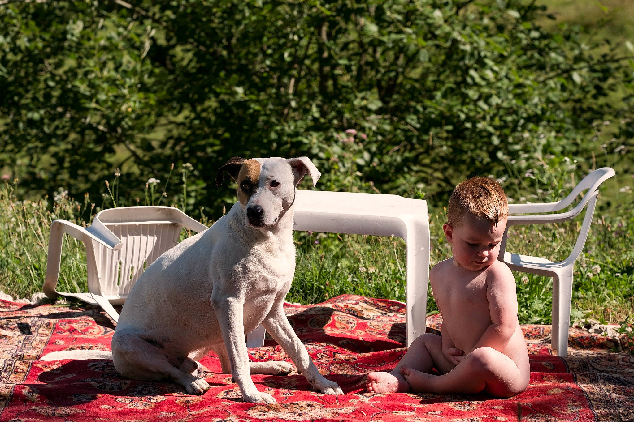 Milán participe au concours pour gagner de l'argent avec cette photo : barefoot, canidae, carnivore, chair, companion_dog, dog, dog_breed, fawn, foot, grass, happy, leisure, people_in_nature, plant, recreation, sitting, sporting_group, sunglasses, tail, tree