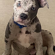 Eros a rejoint le concours — aidez-le/la à gagner de superbes lots ! dog, puppy, sitting, blue_eyes, brindle, spotted, collar, blue_collar, ears, paws, nose, carpet, indoor, pet, portrait, tilted_head, attention, young, whiskers, floor