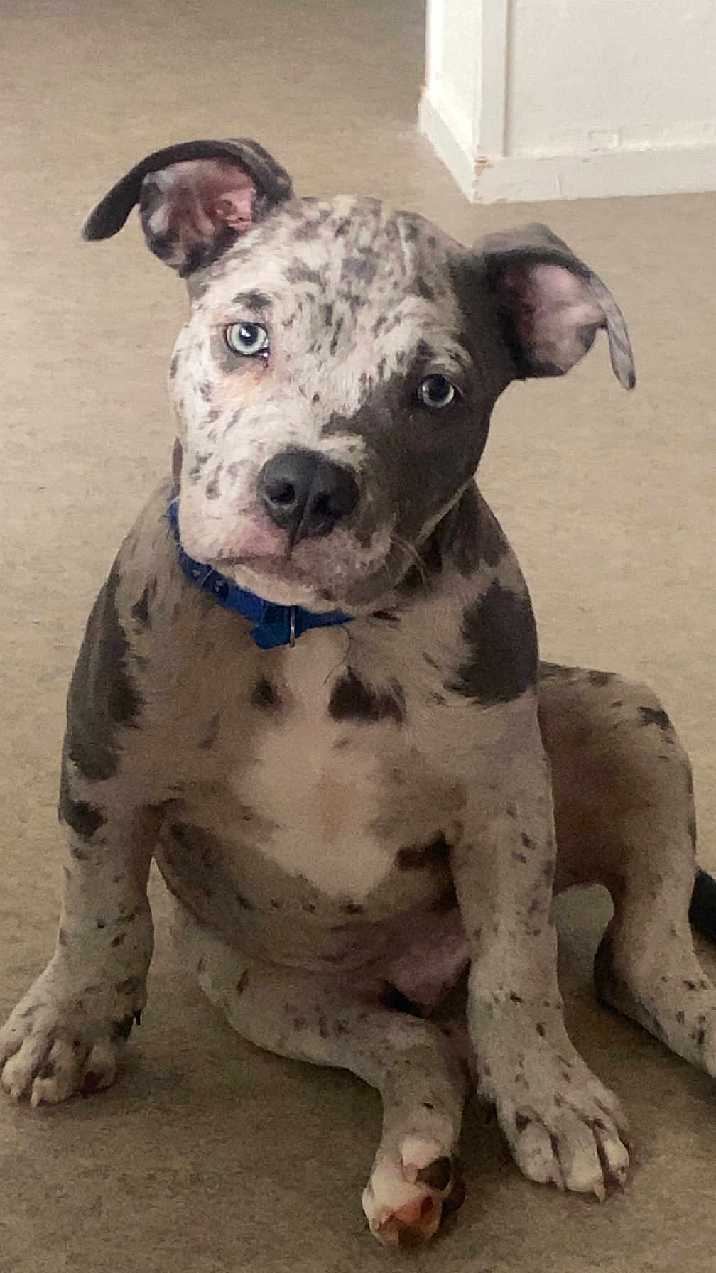Eros a rejoint le concours — aidez-le/la à gagner de superbes lots ! dog, puppy, sitting, blue_eyes, brindle, spotted, collar, blue_collar, ears, paws, nose, carpet, indoor, pet, portrait, tilted_head, attention, young, whiskers, floor