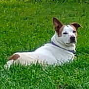 Delta joined the competition — help win amazing prizes! animal, brown_patch, calm, canine, collar, daylight, dog, ears, fur, grass, green, lying_down, mammal, nature, outdoor, park, pet, relaxed, side_view, white_dog