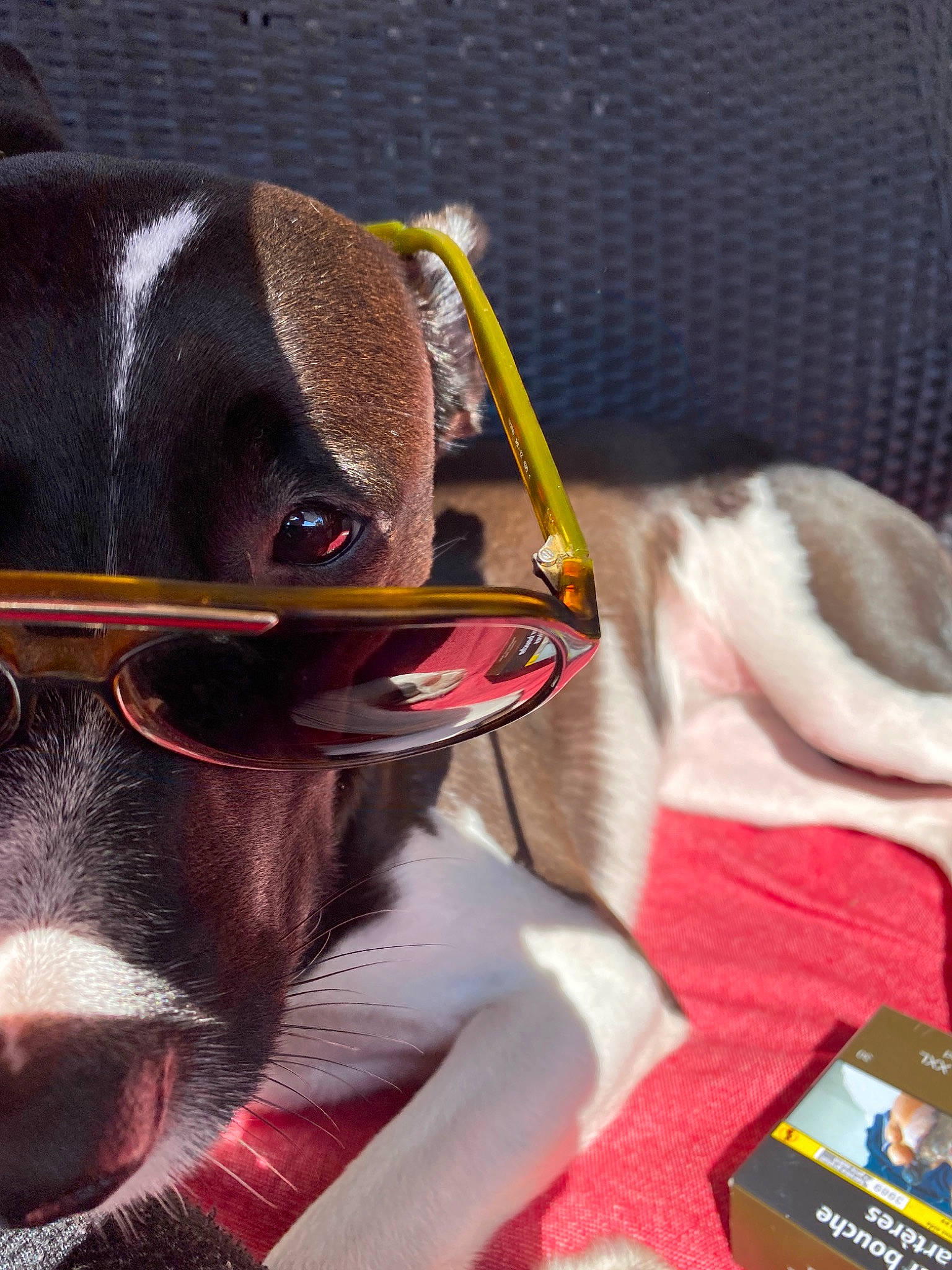 Miska participe au concours pour gagner de l'argent avec cette photo : canidae, carnivore, dog, dog_breed, ear, eyewear, glasses, rat_terrier, snout, sporting_group, sunglasses, vision_care