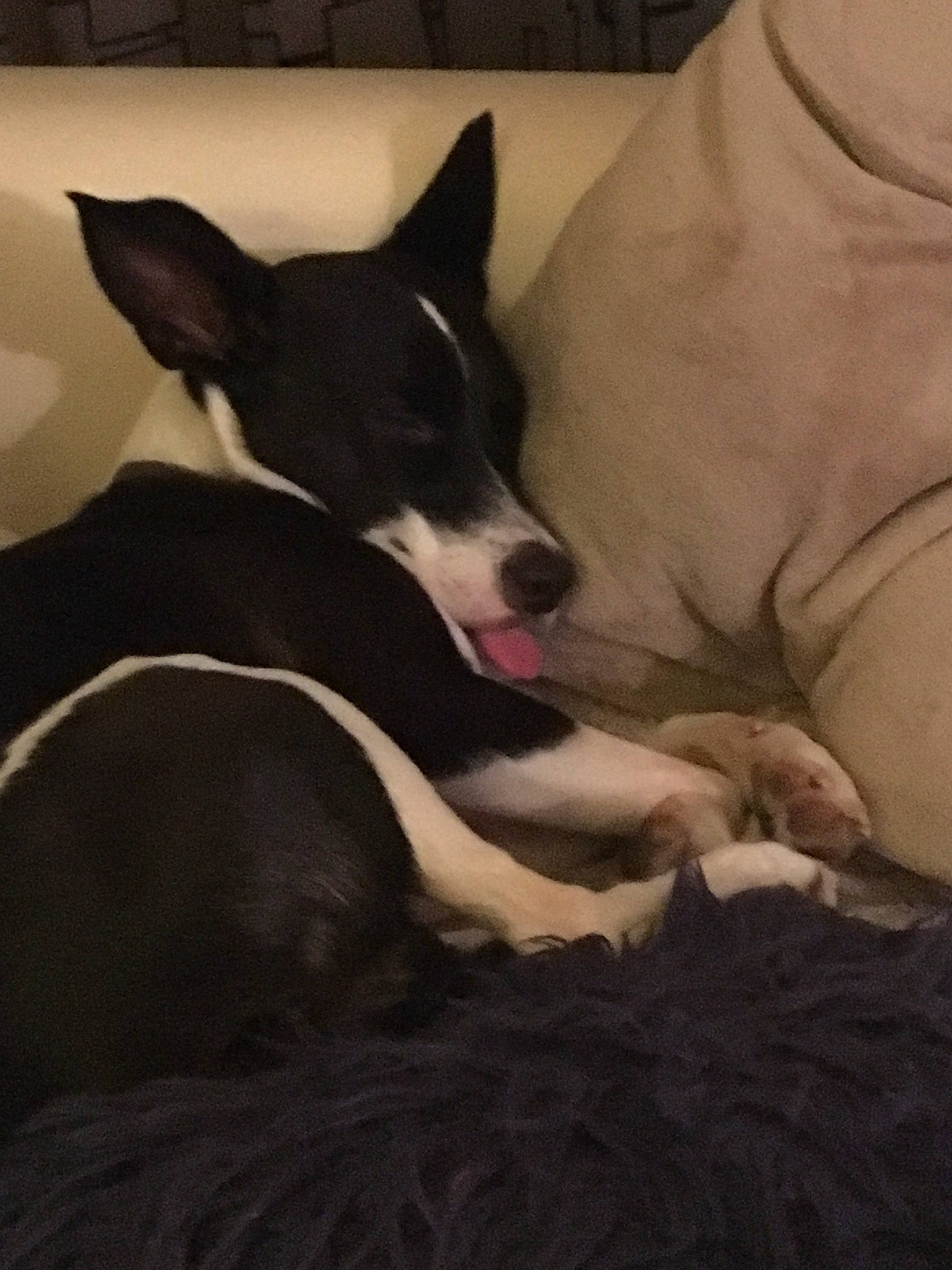 Miska participe au concours pour gagner de l'argent avec cette photo : basenji, canidae, carnivore, dog, dog_breed, ear, feist, mammal, mcnab, miniature_fox_terrier, nap, non_sporting_group, puppy, rat_terrier, tail, teddy_roosevelt_terrier, toy_fox_terrier, vertebrate