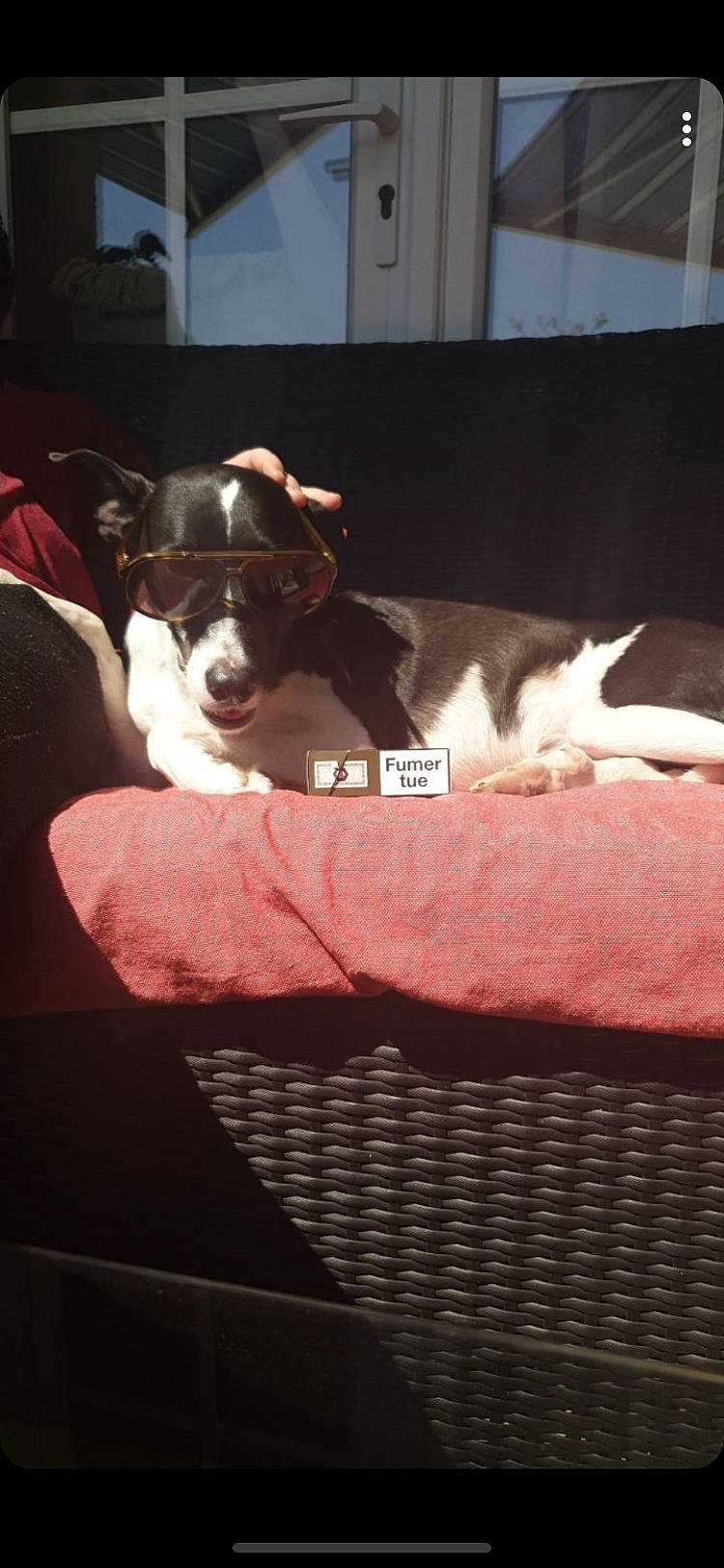 Miska a rejoint le concours — aidez-le/la à gagner de superbes lots ! boston_terrier, canidae, carnivore, dog, dog_breed, ear, fox_terrier, furniture, jack_russell_terrier, mammal, non_sporting_group, puppy, rat_terrier, sporting_group