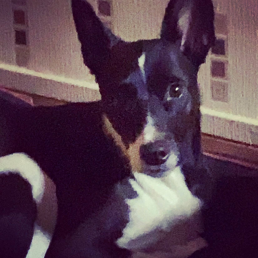 Miska participe au concours pour gagner de l'argent avec cette photo : canidae, carnivore, dog, dog_breed, ear, feist, mammal, mcnab, rat_terrier, smooth_fox_terrier, snout, square, teddy_roosevelt_terrier, tenterfield_terrier, vertebrate, whiskers