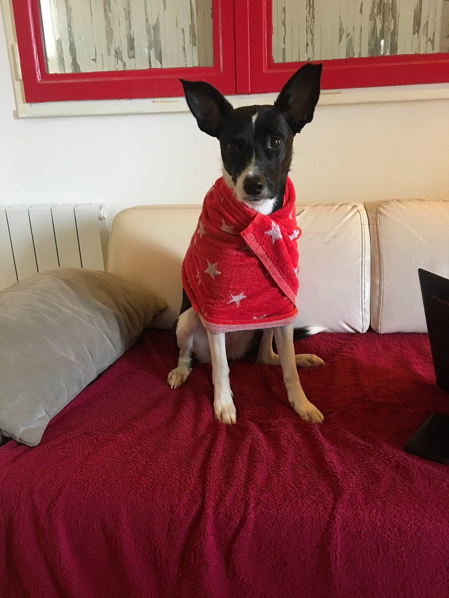 Miska participe au concours pour gagner de l'argent avec cette photo : canidae, carnivore, chihuahua, companion_dog, dog, dog_breed, dog_clothes, feist, furniture, mammal, miniature_fox_terrier, rat_terrier, russkiy_toy, snout, sporting_group, teddy_roosevelt_terrier, tenterfield_terrier, toy_dog, toy_fox_terrier, vertebrate