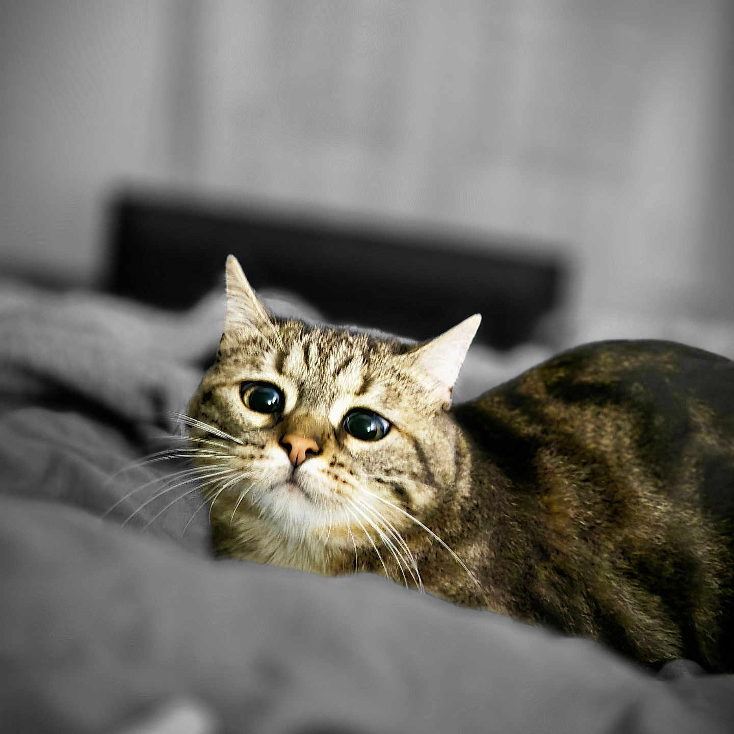 Ulk participe au concours pour gagner de l'argent avec cette photo : abyssinian, animal, bodypart, cat, couch, finger, furniture, hand, kitten, manx, person, pet