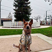 Angus is registered to the contest to win money with this photo: dog, canine, hoodie, clothing, leash, christmas_tree, lights, white_picket_fence, sidewalk, grass, outdoor, overcast, tree, urban, street, traffic_light, calm, pet, winter, decorations