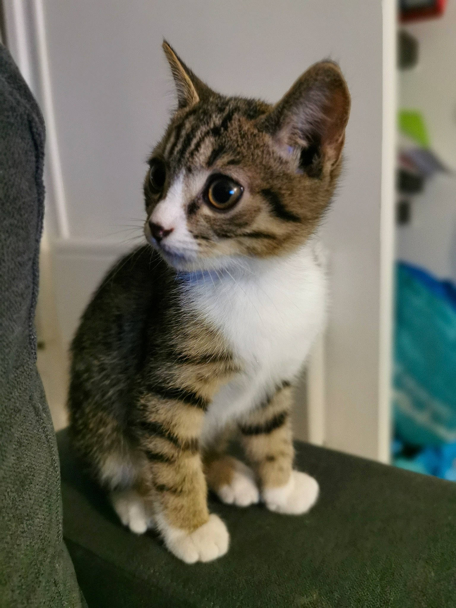 Rio a rejoint le concours — aidez-le/la à gagner de superbes lots ! aegean_cat, american_shorthair, american_wirehair, asian, australian_mist, carnivore, cat, domestic_short_haired_cat, dragon_li, european_shorthair, felidae, german_rex, kitten, mammal, ojos_azules, polydactyl_cat, small_to_medium_sized_cats, tabby_cat, vertebrate, whiskers