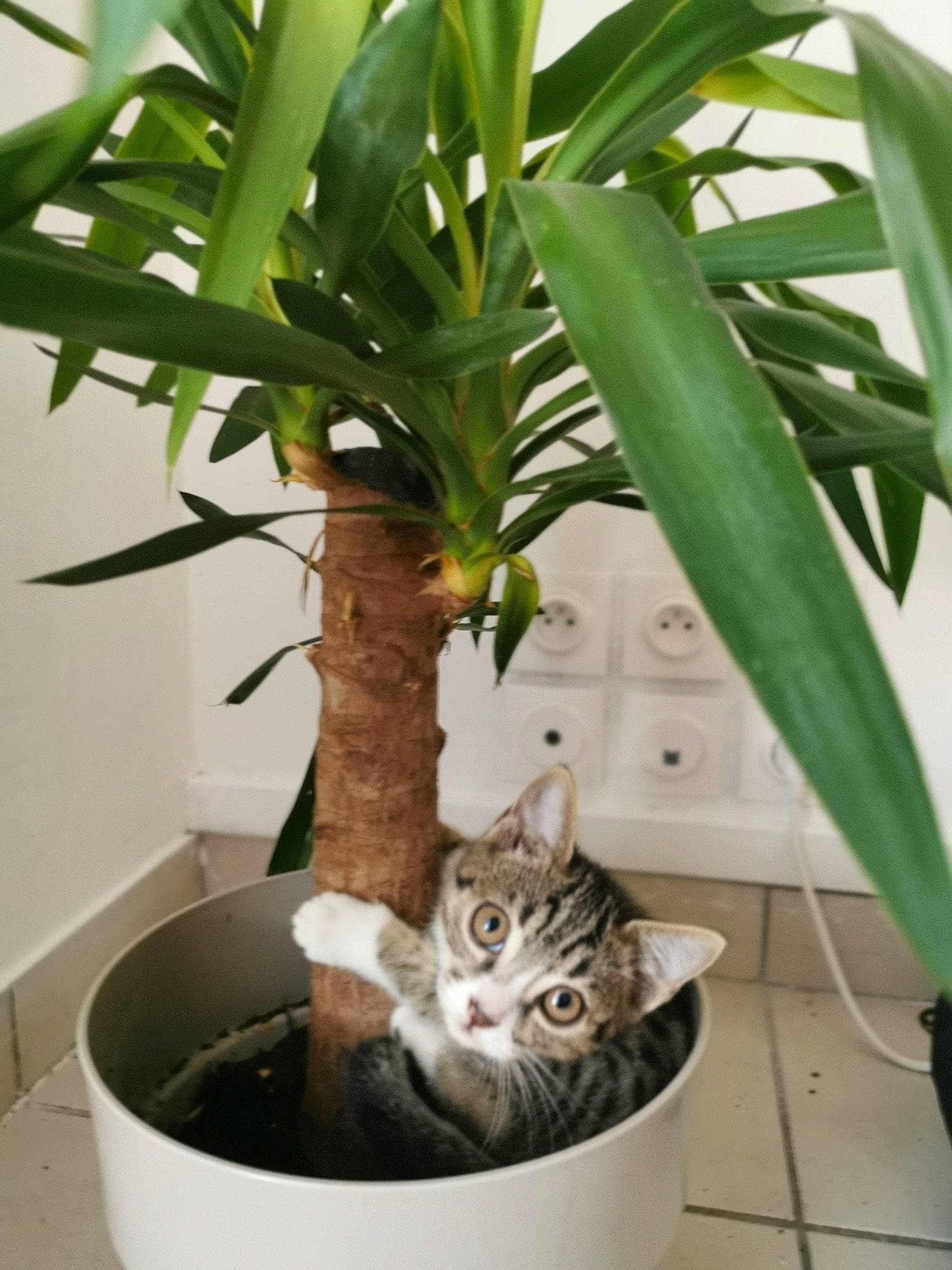 Rio a rejoint le concours — aidez-le/la à gagner de superbes lots ! aloe, american_shorthair, carnivore, cat, european_shorthair, felidae, flower, flowerpot, houseplant, leaf, plant, plant_stem, small_to_medium_sized_cats, terrestrial_plant, tree, whiskers